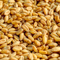 Wheat Exporter