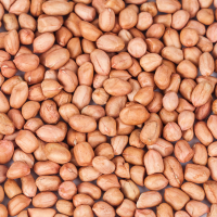 Groundnut Exporter