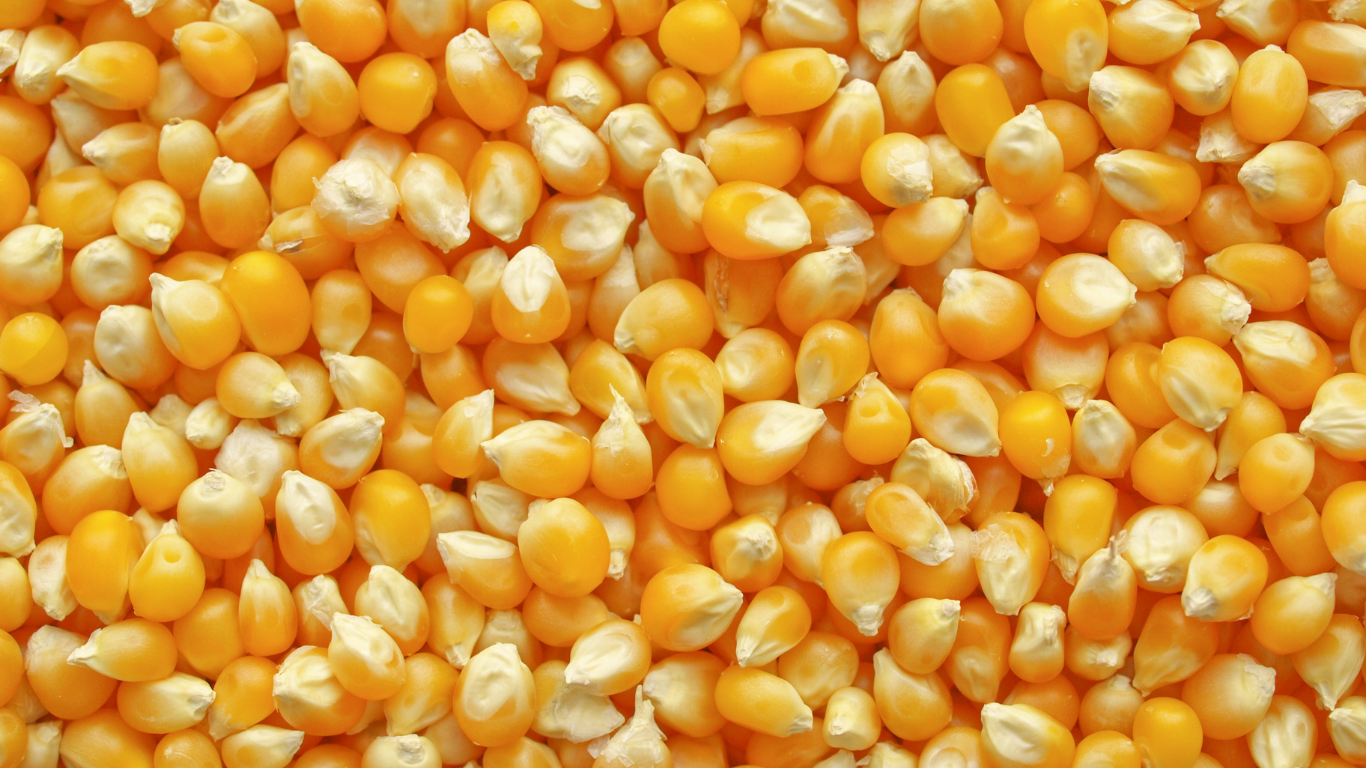 Yellow Maize Exporter From India