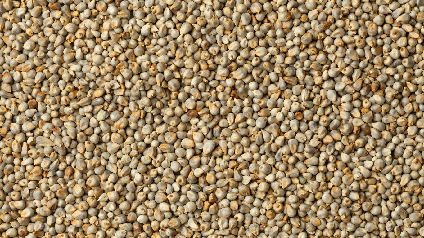 Pearl Millet Exporter From India