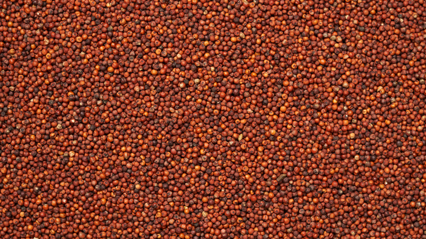 Finger Millet Exporter From India