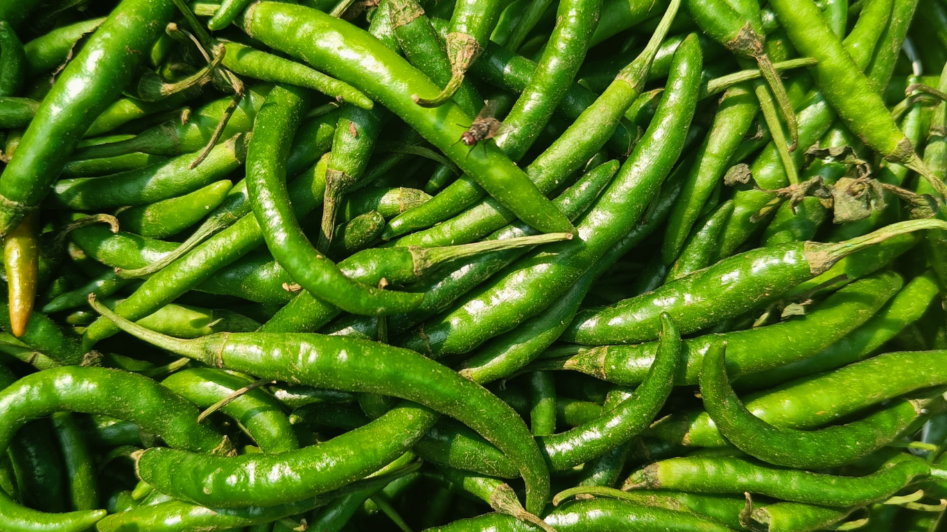 Green Chilli Exporter From India