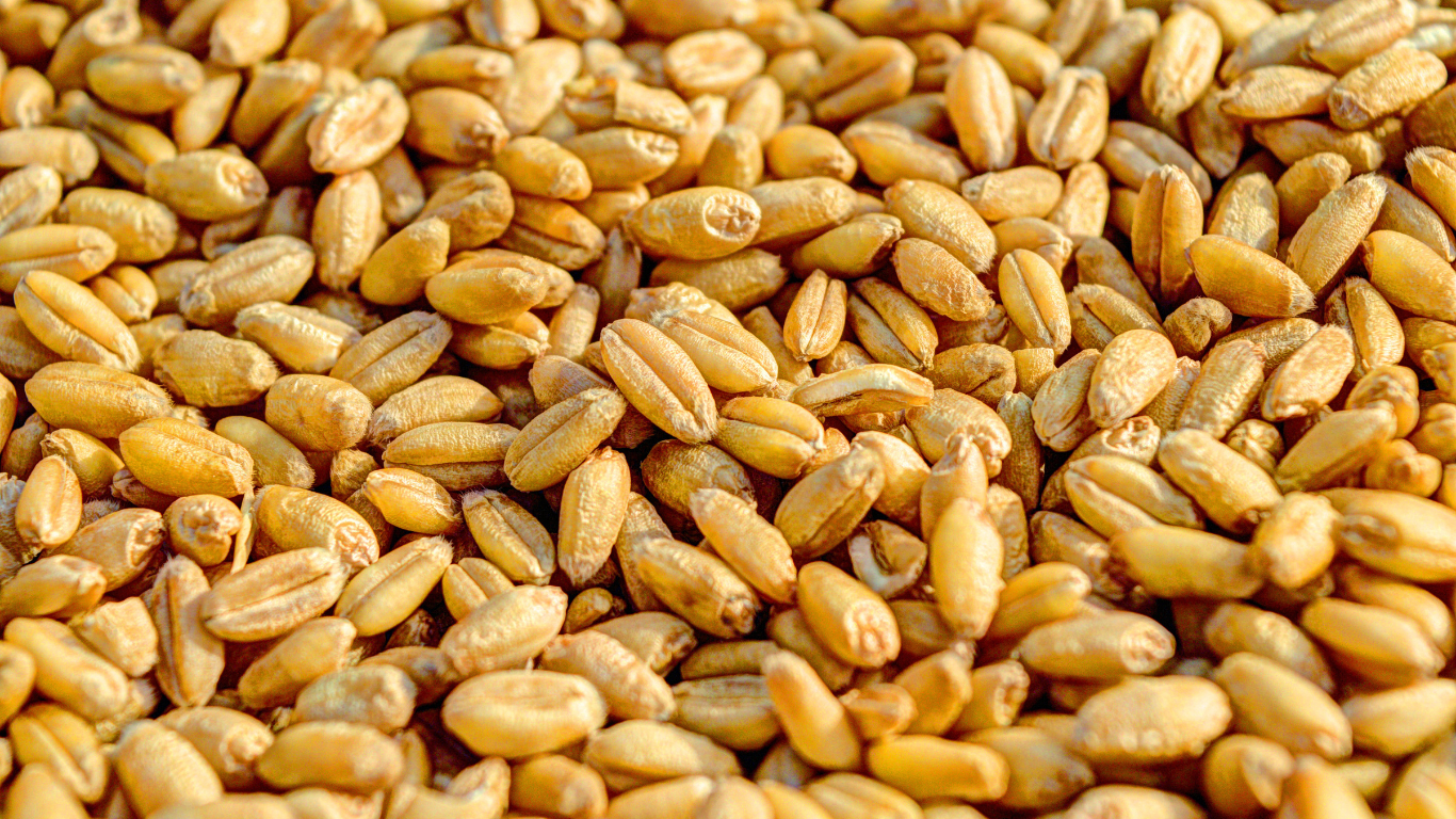 Wheat Exporter From India
