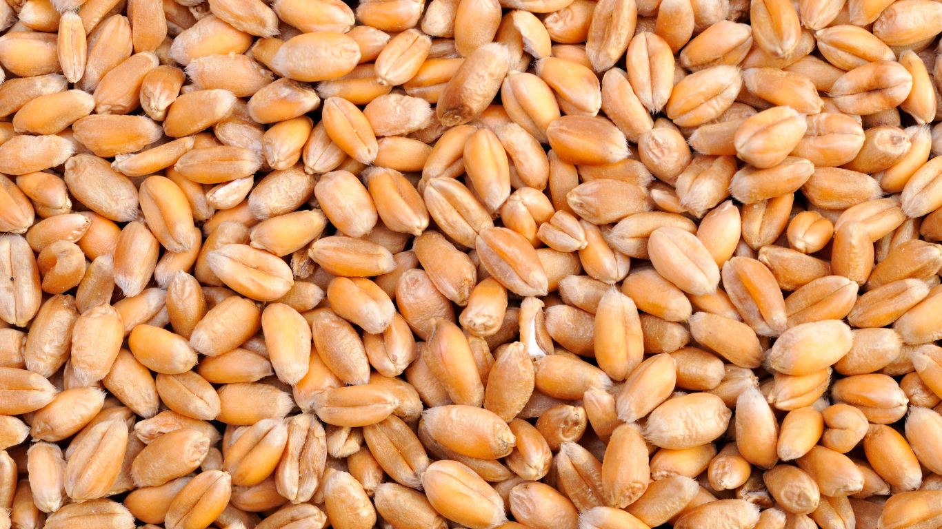 Premium Indian Wheat