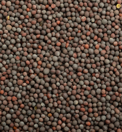 Mustard Seeds Exporter